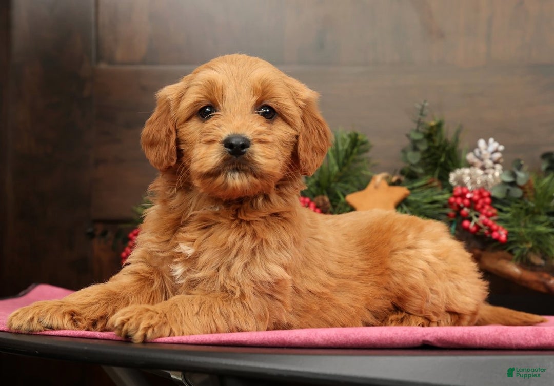 Mini Goldendoodle dogs for sale: Piper - Ad 1