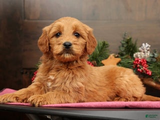 Mini Goldendoodle dogs Piper - Ad 6