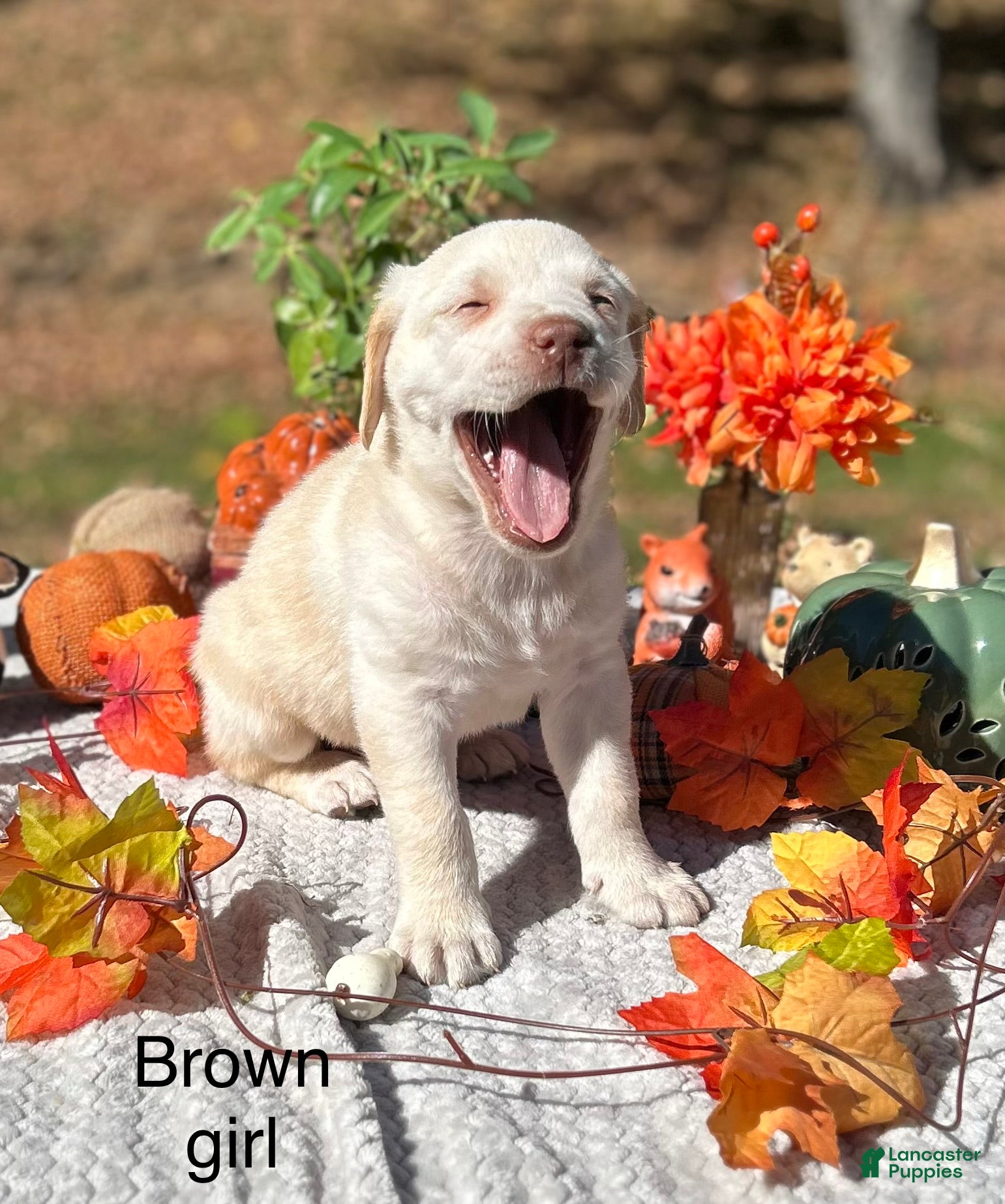 Labrador Retriever dogs Labrador Retriever 3 - Ad 9