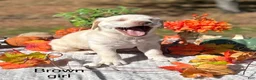 Labrador Retriever dogs for sale: Labrador Retriever 3 - Ad 1