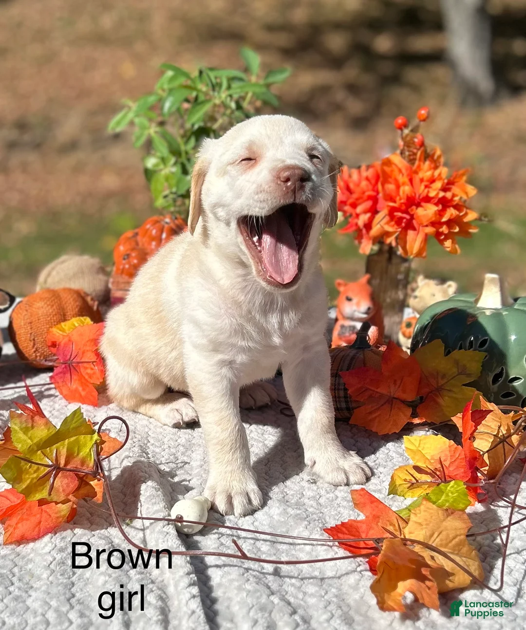 Labrador Retriever dogs for sale: Labrador Retriever 3 - Ad 1