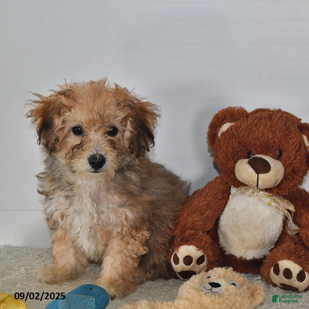 Bichpoo dogs for sale: Buster Brown - Ad 22