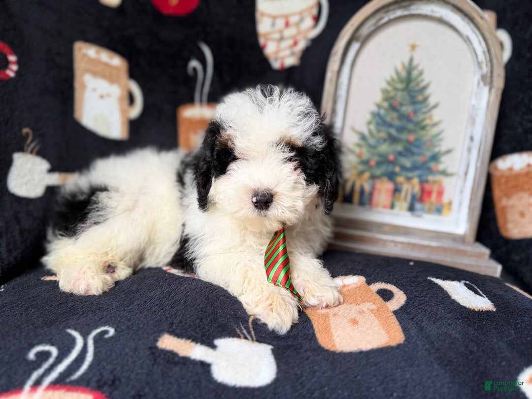 Yorkiepoo dogs for sale: Grinch - Ad 5