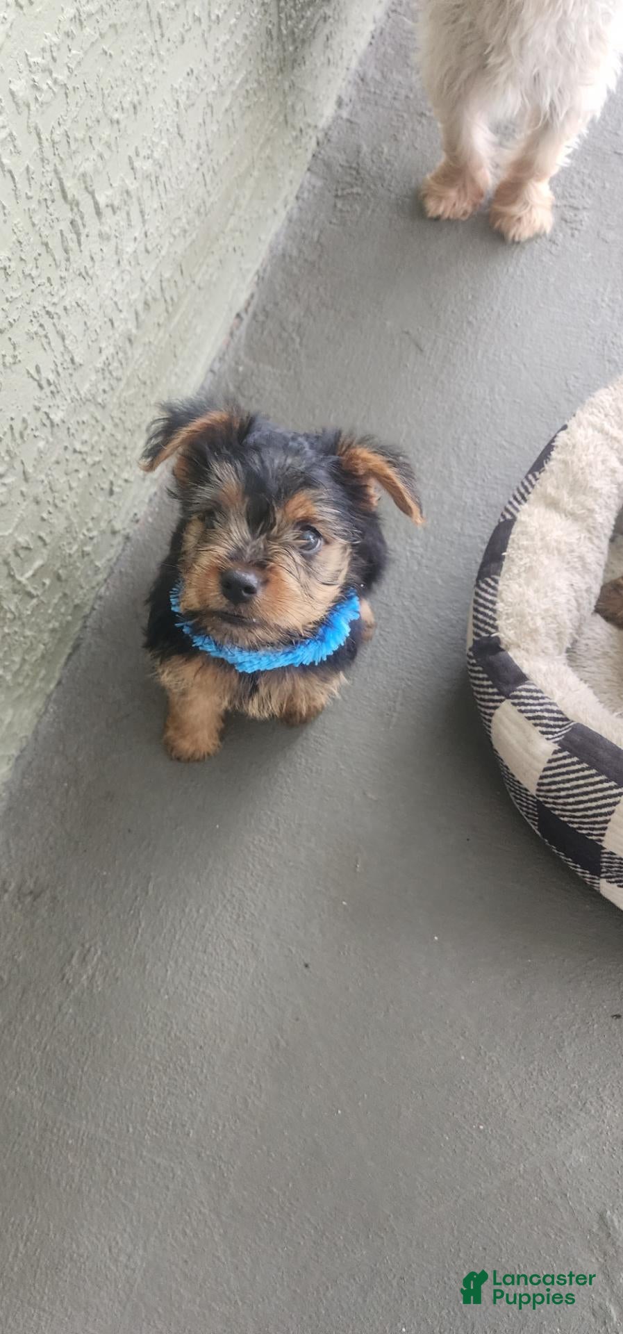 Yorkshire Terrier dogs Yorkshire Terrier blue boy - Ad 1