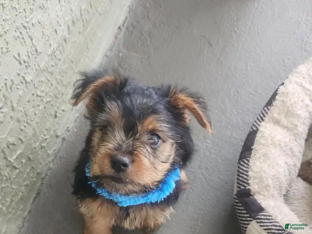 Yorkshire Terrier dogs for sale: Yorkshire Terrier blue boy - Ad 1