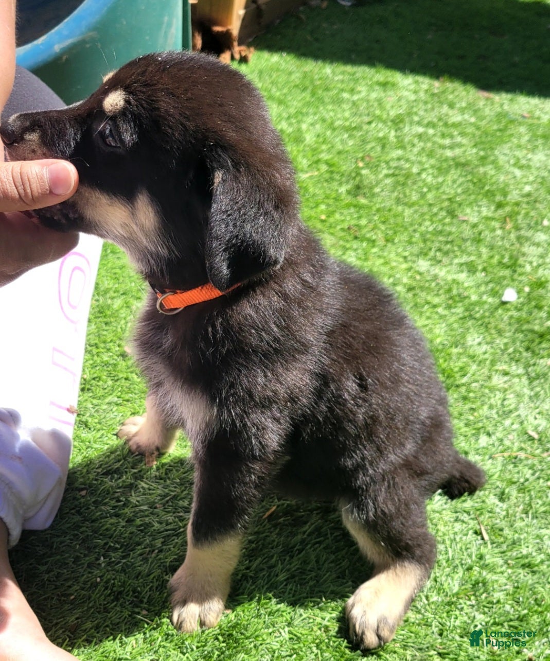 German Shepherd dogs November - Ad 10