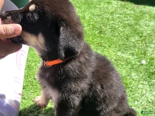 German Shepherd dogs November - Ad 7