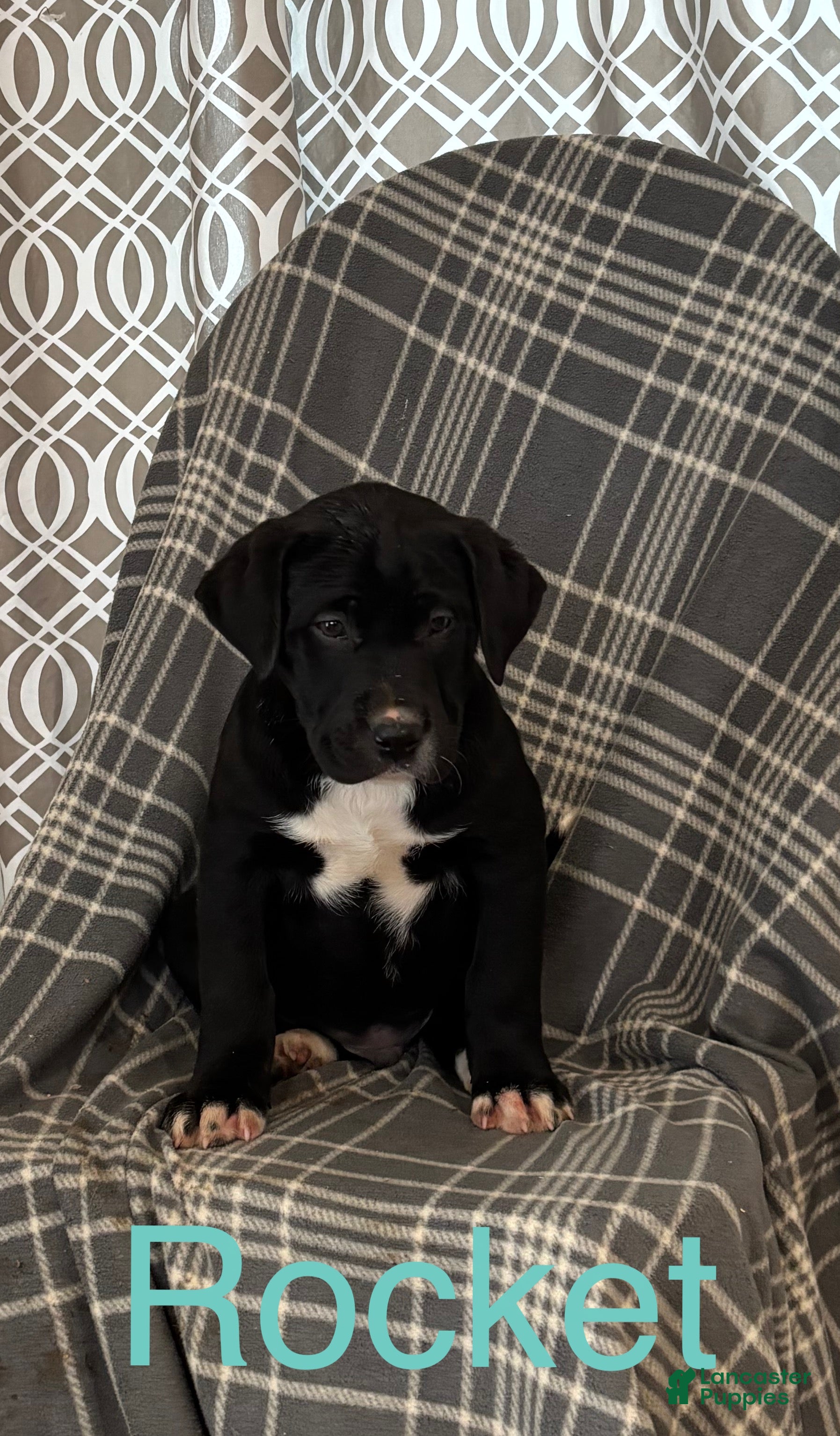 Mixed Breed dogs Mixed Breed Puppy 4 - Ad 40