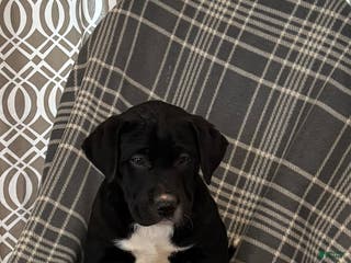 Mixed Breed dogs Mixed Breed Puppy 4 - Ad 31