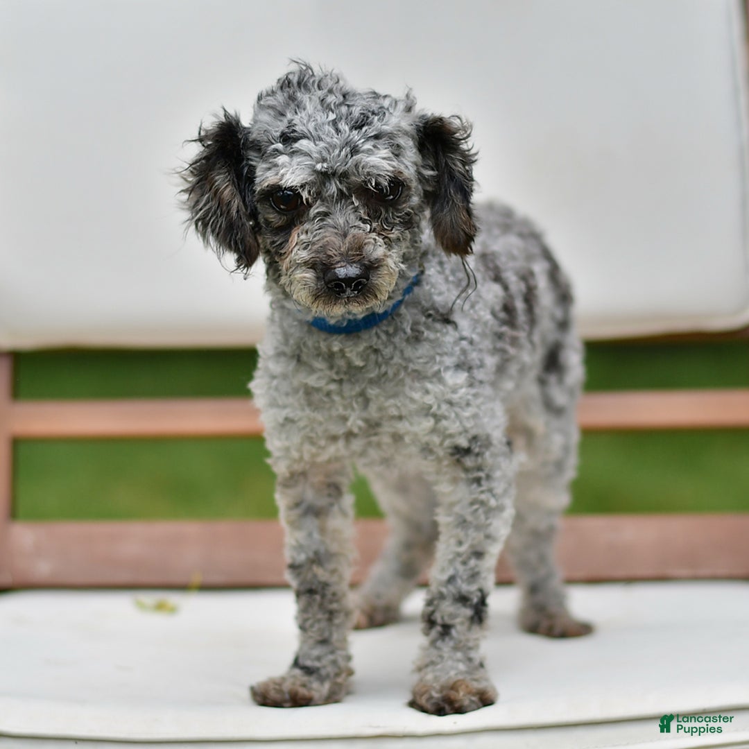 Havapoo dogs for sale: Princess EXTRA SMALL - Ad 12