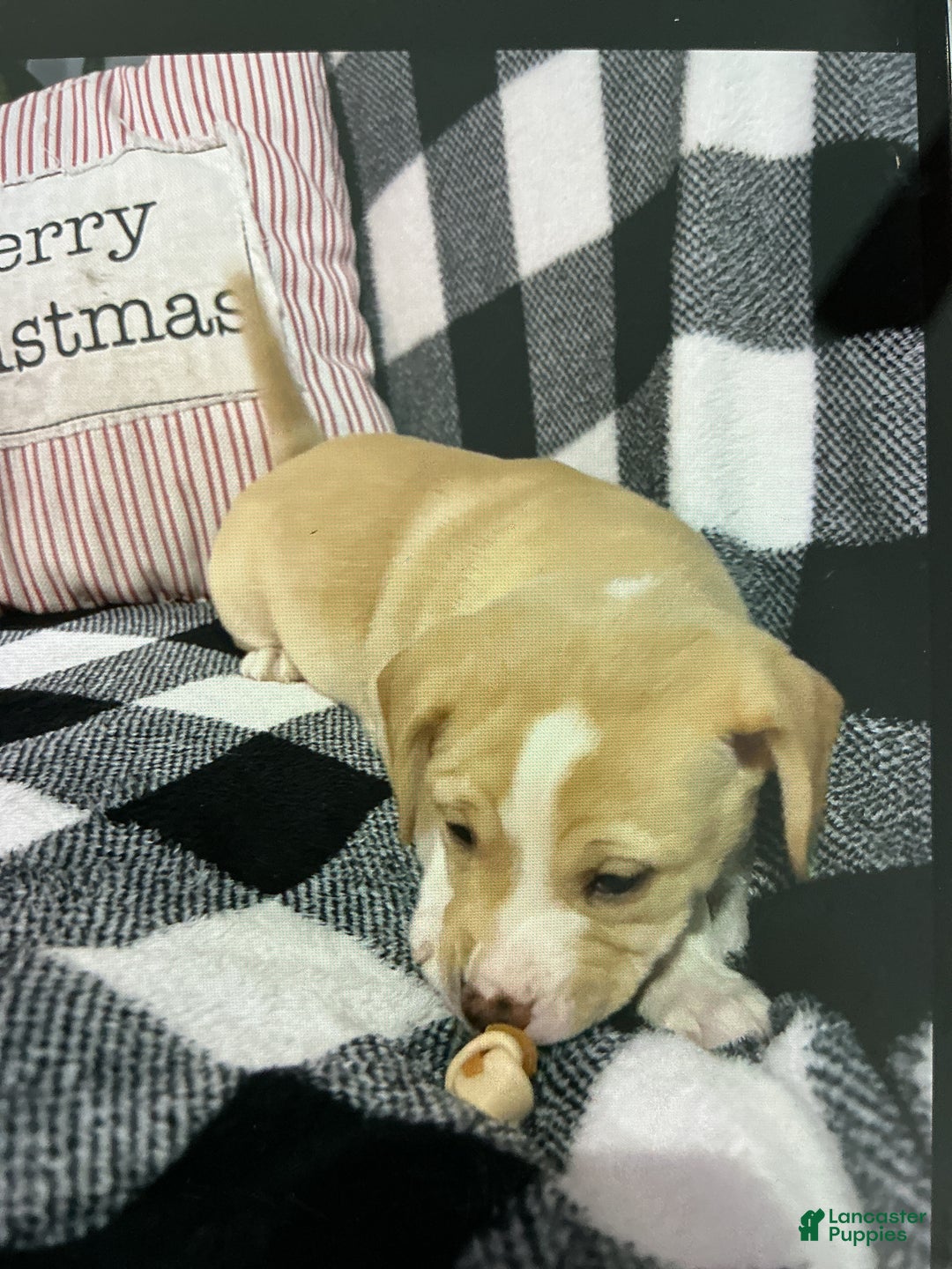 Mixed Breed dogs for sale: Mixed Breed Puppy 2 - Ad 1