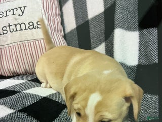 Mixed Breed dogs Mixed Breed Puppy 2 - Ad 3