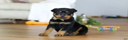 Rottweiler dogs for sale: Ace - Ad 1