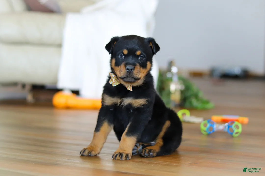Rottweiler dogs for sale: Ace - Ad 1