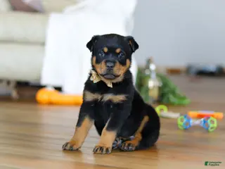 Rottweiler dogs Ace - Ad 4