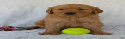 Golden Retriever dogs for sale: Brady - Ad 2