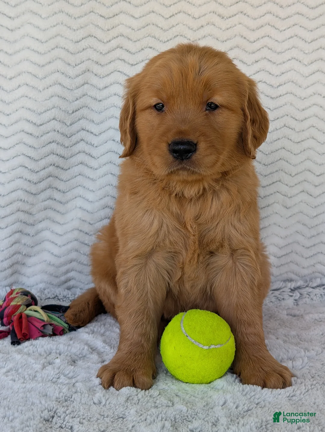 Golden Retriever dogs for sale: Brady - Ad 2