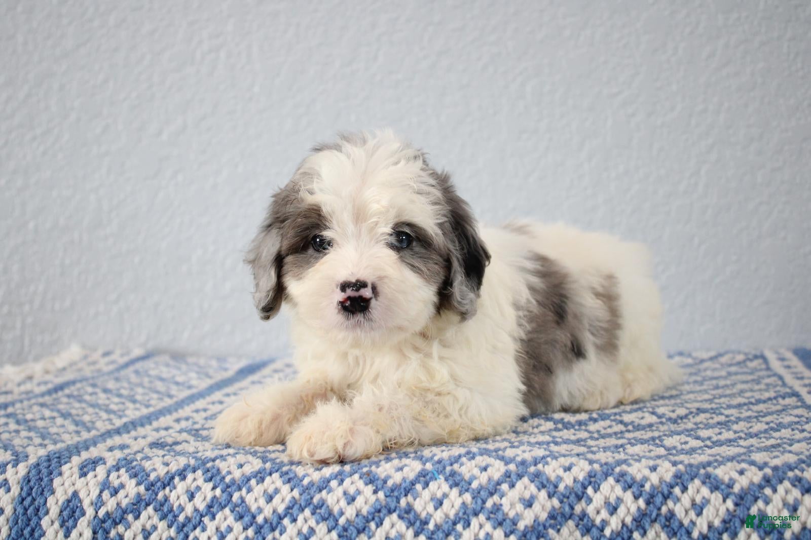 Mini Goldendoodle dogs Vance - Ad 1