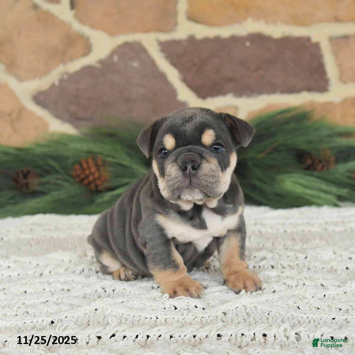 English Bulldog dogs Latte - Ad 28