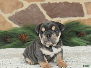 English Bulldog dogs Latte - Ad 37