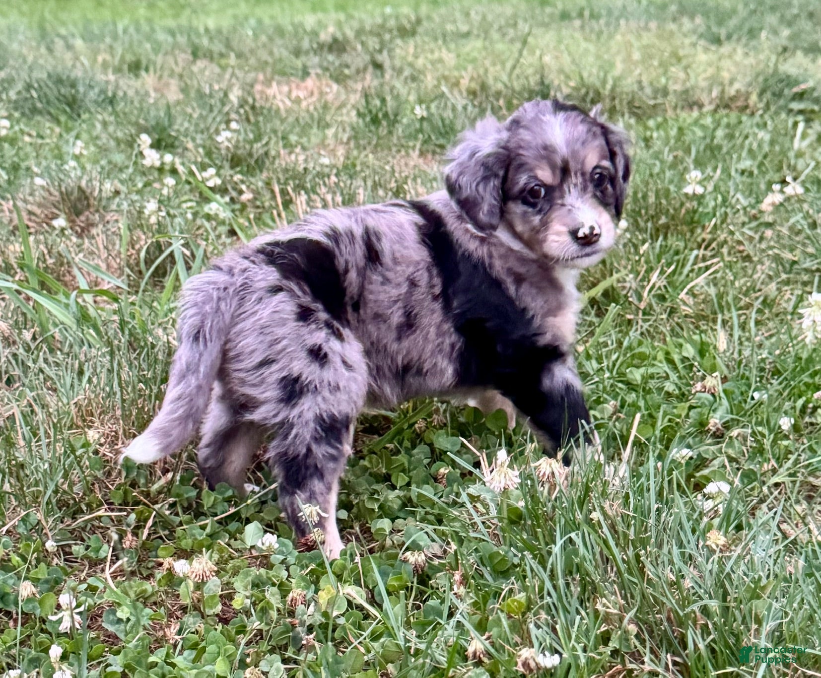 Mini Bernedoodle dogs Rue - Ad 2