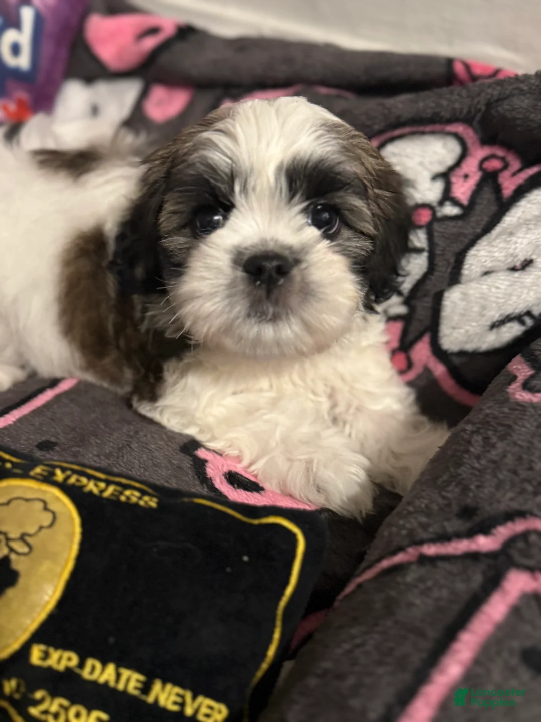 Shih Tzu dogs for sale: Shih Tzu Puppy 1 - Ad 2