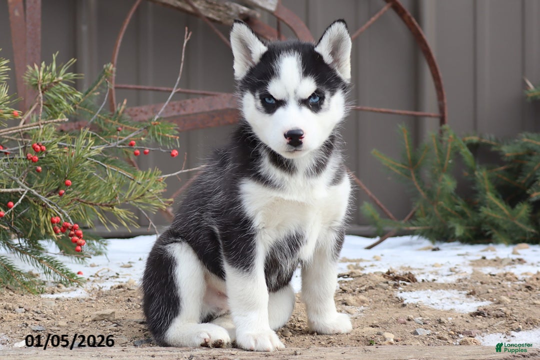 Siberian Husky dogs for sale: Mac - Ad 1