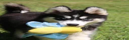 Pomsky dogs for sale: Shayla - Ad 2