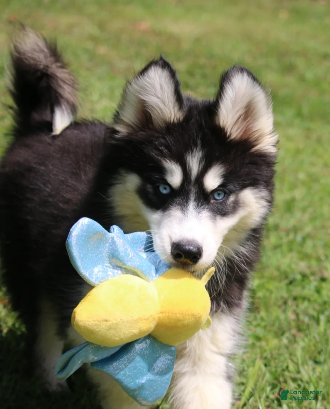 Pomsky dogs for sale: Shayla - Ad 2
