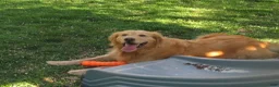 Golden Retriever dogs for sale: Golden Retriever Puppy 1 - Ad 40
