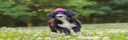 Portuguese Water Dog dogs for sale: Grace - Ad 2