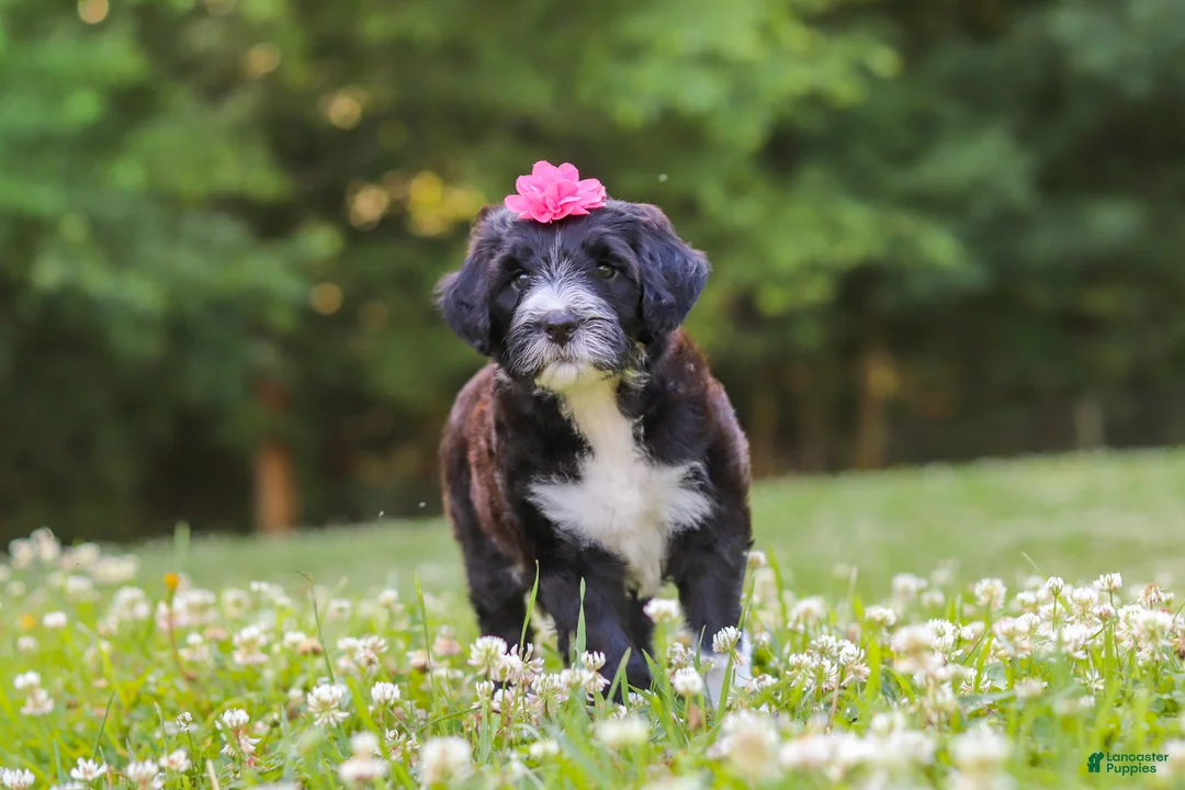 Portuguese Water Dog dogs for sale: Grace - Ad 2