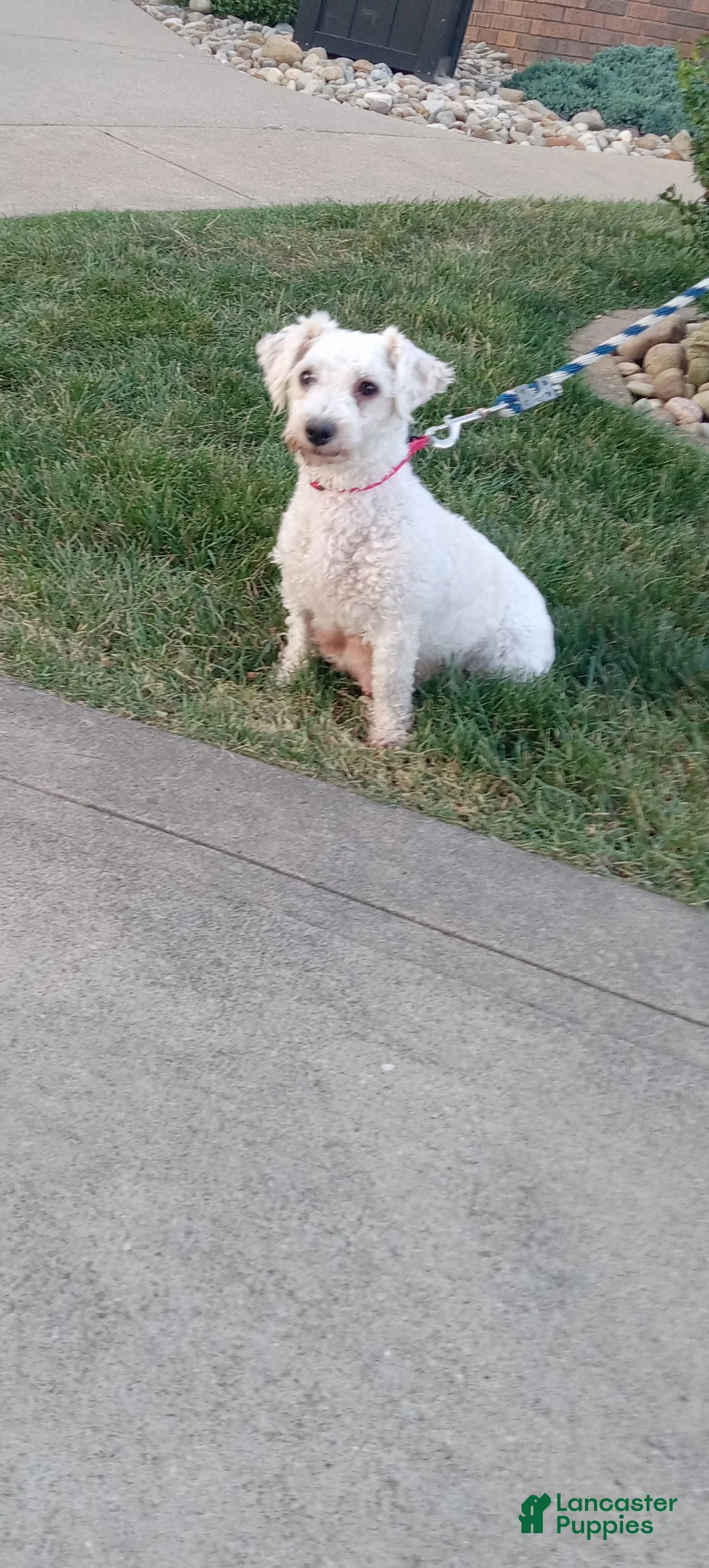 Bichpoo dogs for sale: Belle - Ad 5