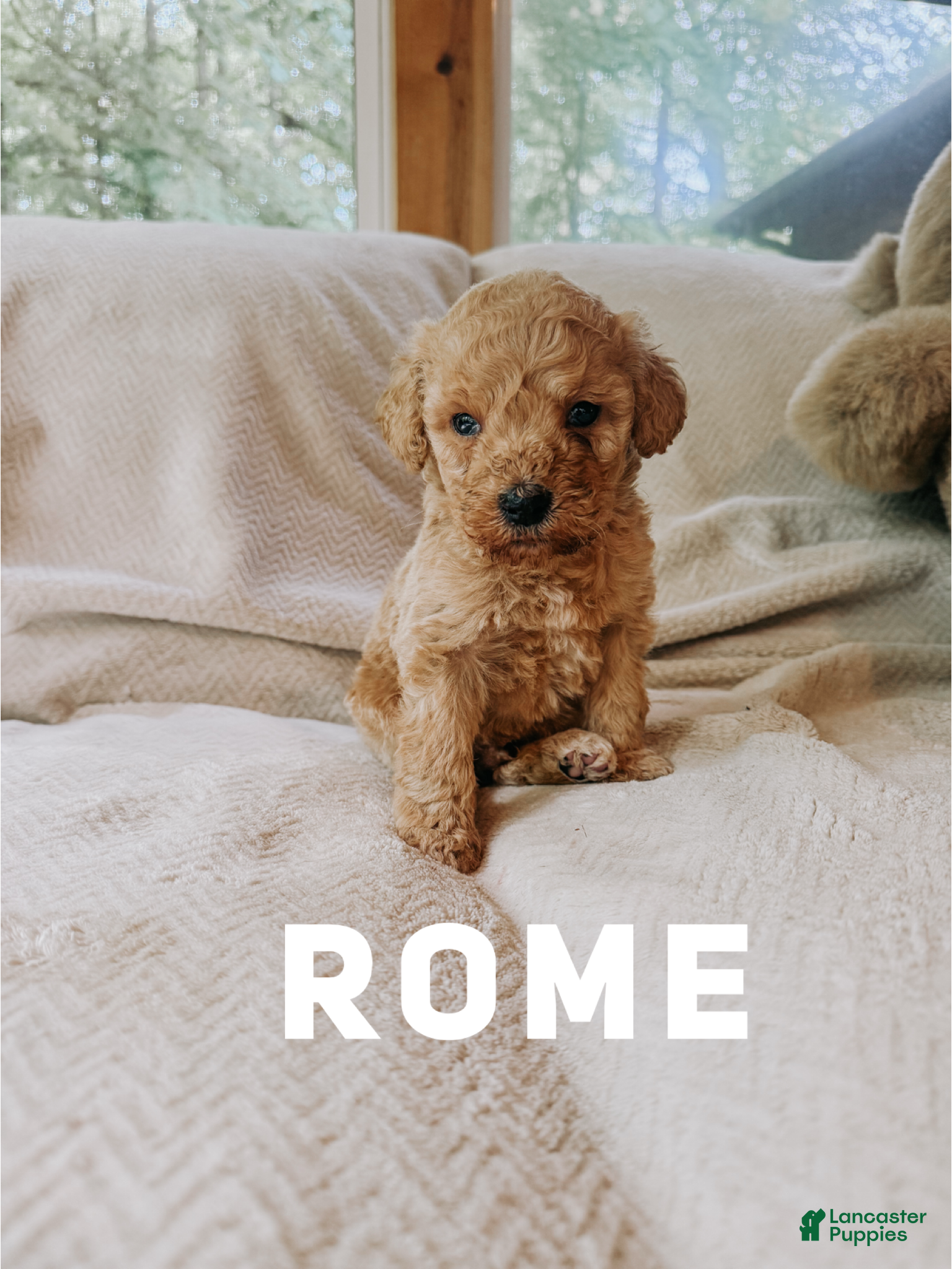 Rome (Doodle / designer cross, Male) in Pierceton, IN
