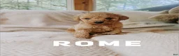 Goldendoodle dogs for sale: Rome - Ad 1