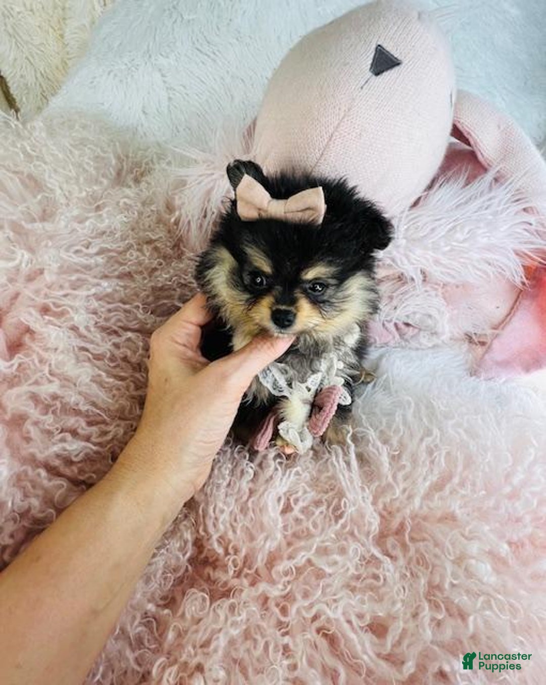 Pomeranian dogs for sale: Pomeranian Puppy 1 - Ad 1