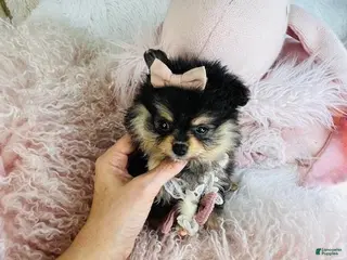 Pomeranian dogs Pomeranian Puppy 1 - Ad 24