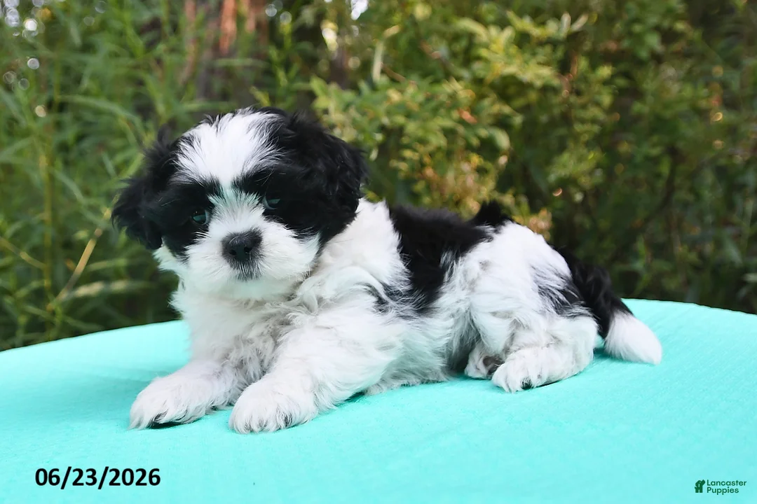 Shih Tzu dogs for sale: Summer - Ad 2