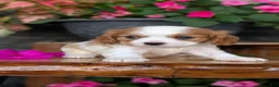 Cavalier King Charles Spaniel dogs for sale: Lyla - Ad 9
