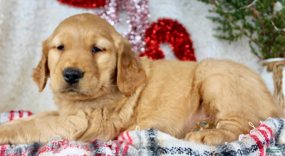 Golden Retriever dogs for sale: Mickey - Ad 2