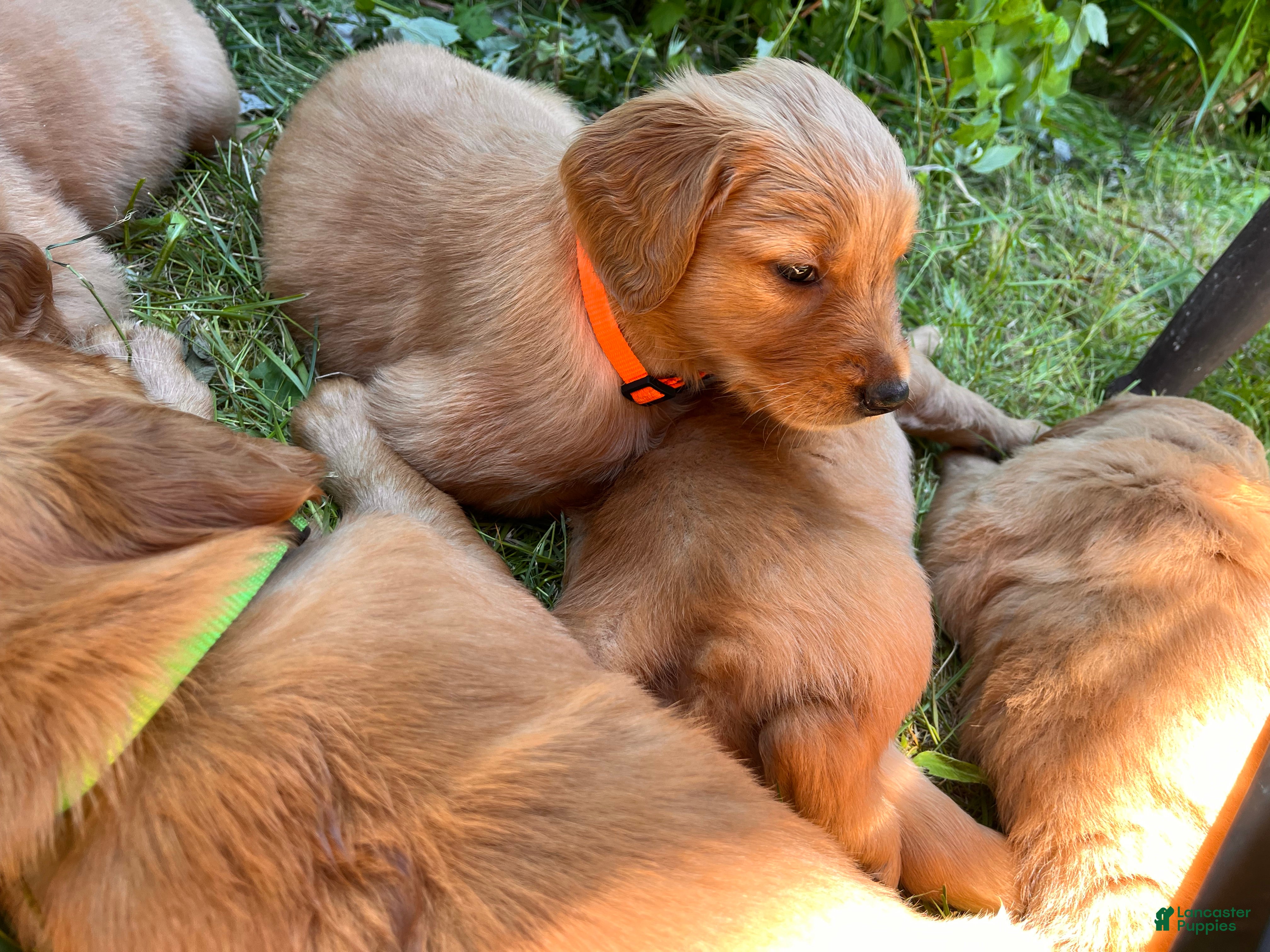Golden Retriever dogs Golden Retriever 4 - Asco - Ad 2