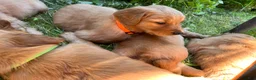 Golden Retriever dogs for sale: Golden Retriever 4 - Asco - Ad 2