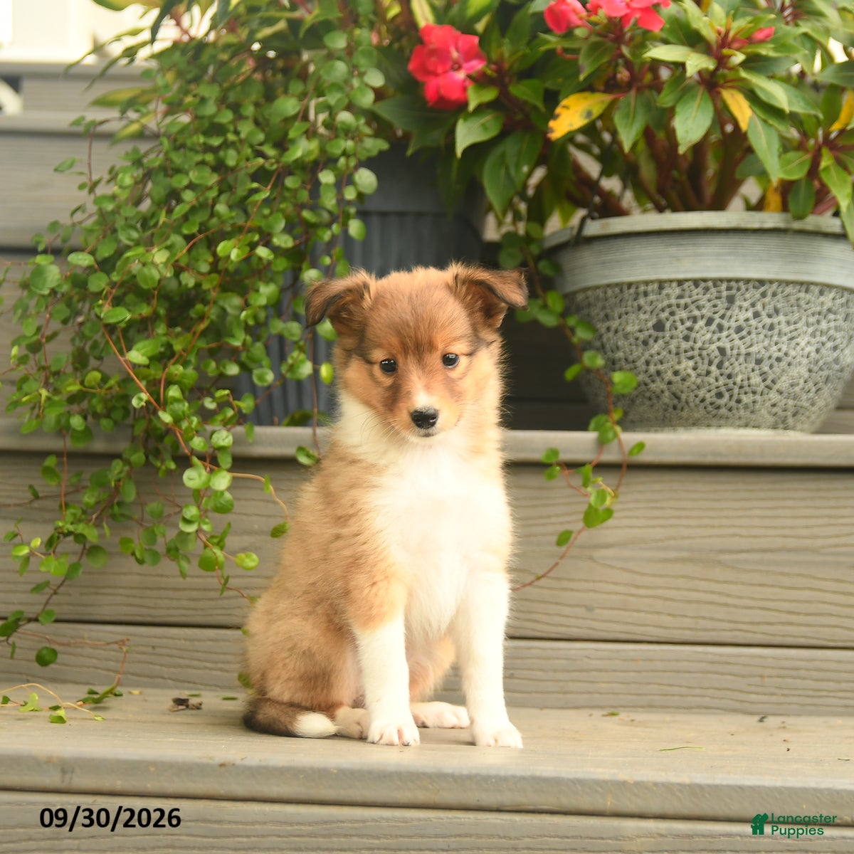 Shetland Sheepdog dogs Jill - Ad 1