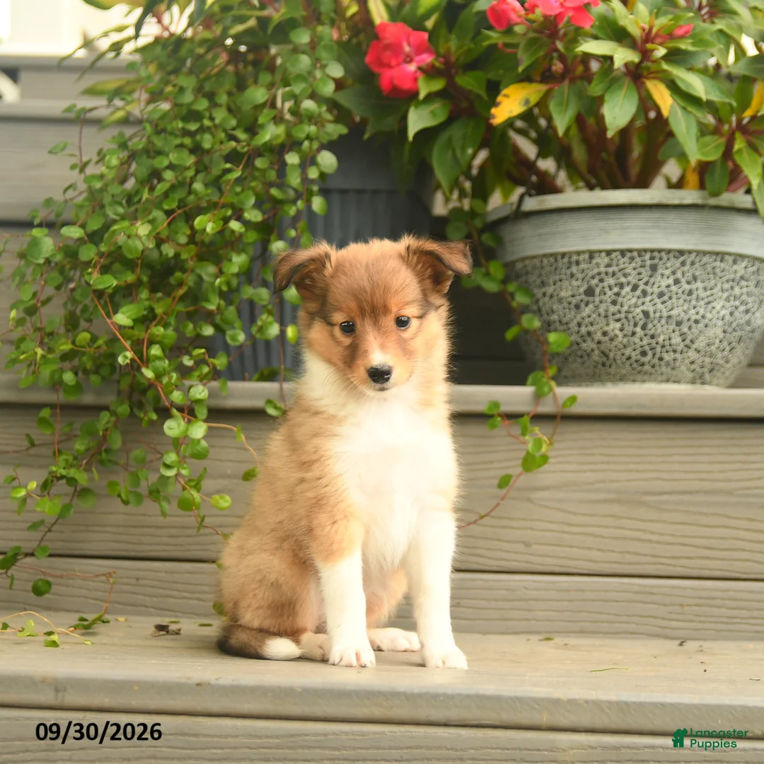 Shetland Sheepdog dogs for sale: Jill - Ad 1
