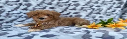 Cavapoo dogs for sale: Titus - Ad 3