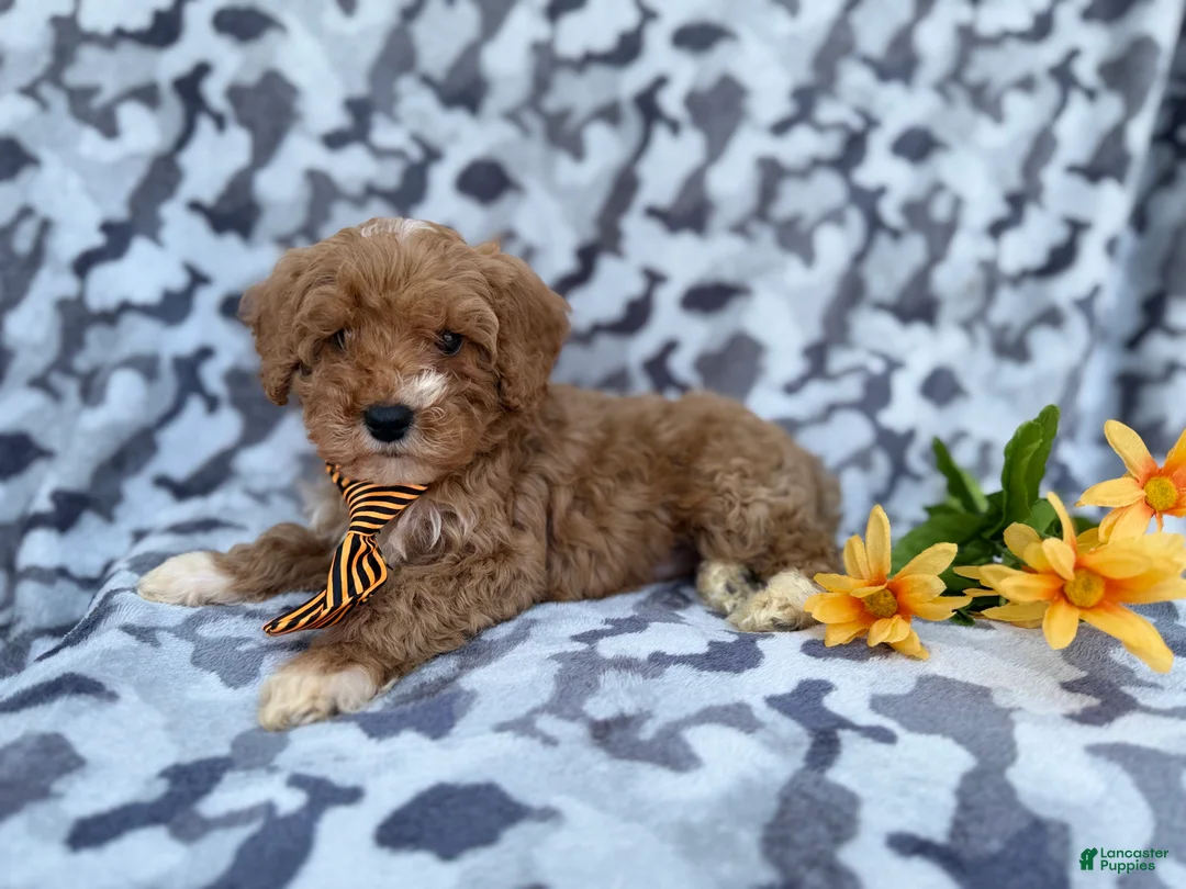 Cavapoo dogs for sale: Titus - Ad 3