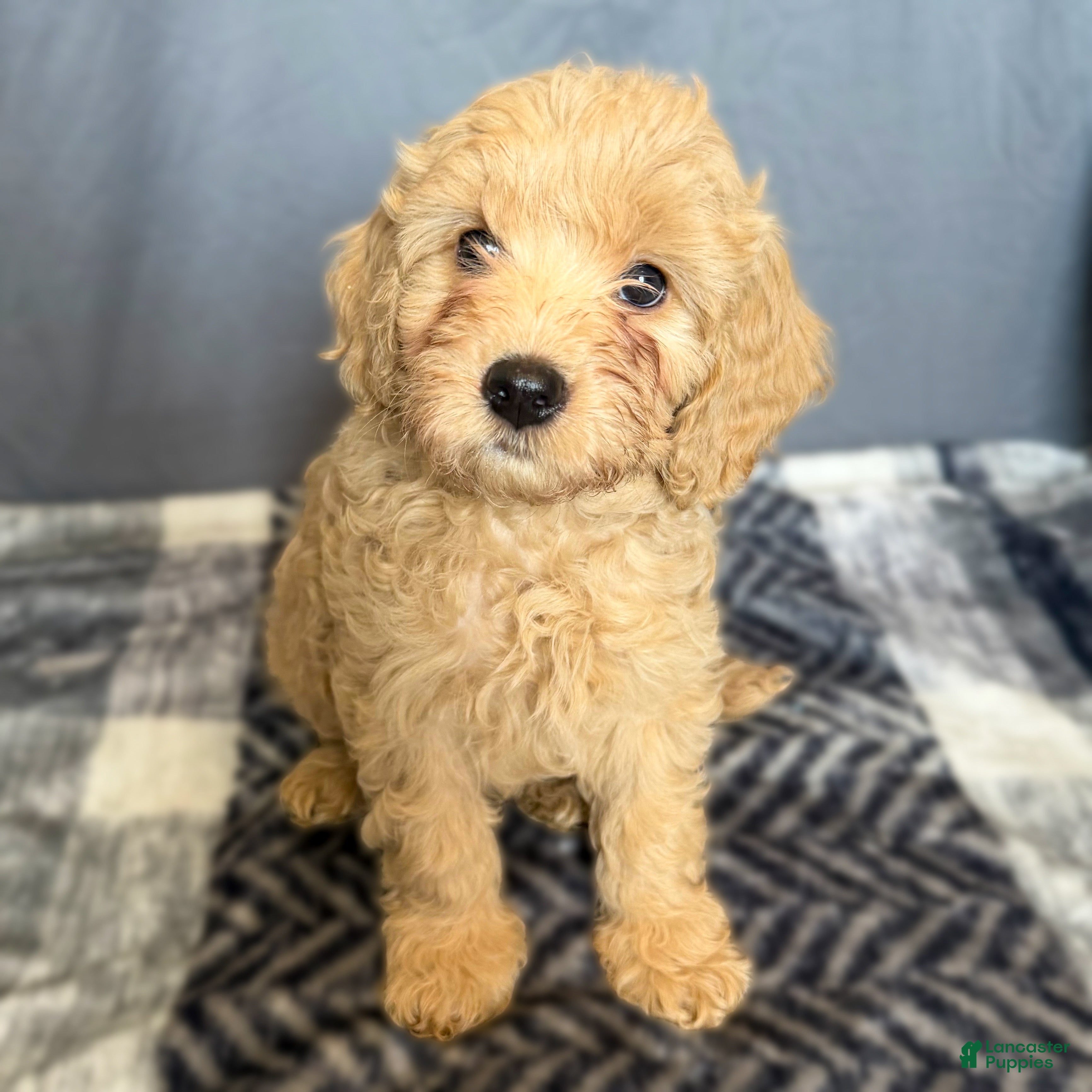 Mini Goldendoodle dogs Cutie - Ad 23