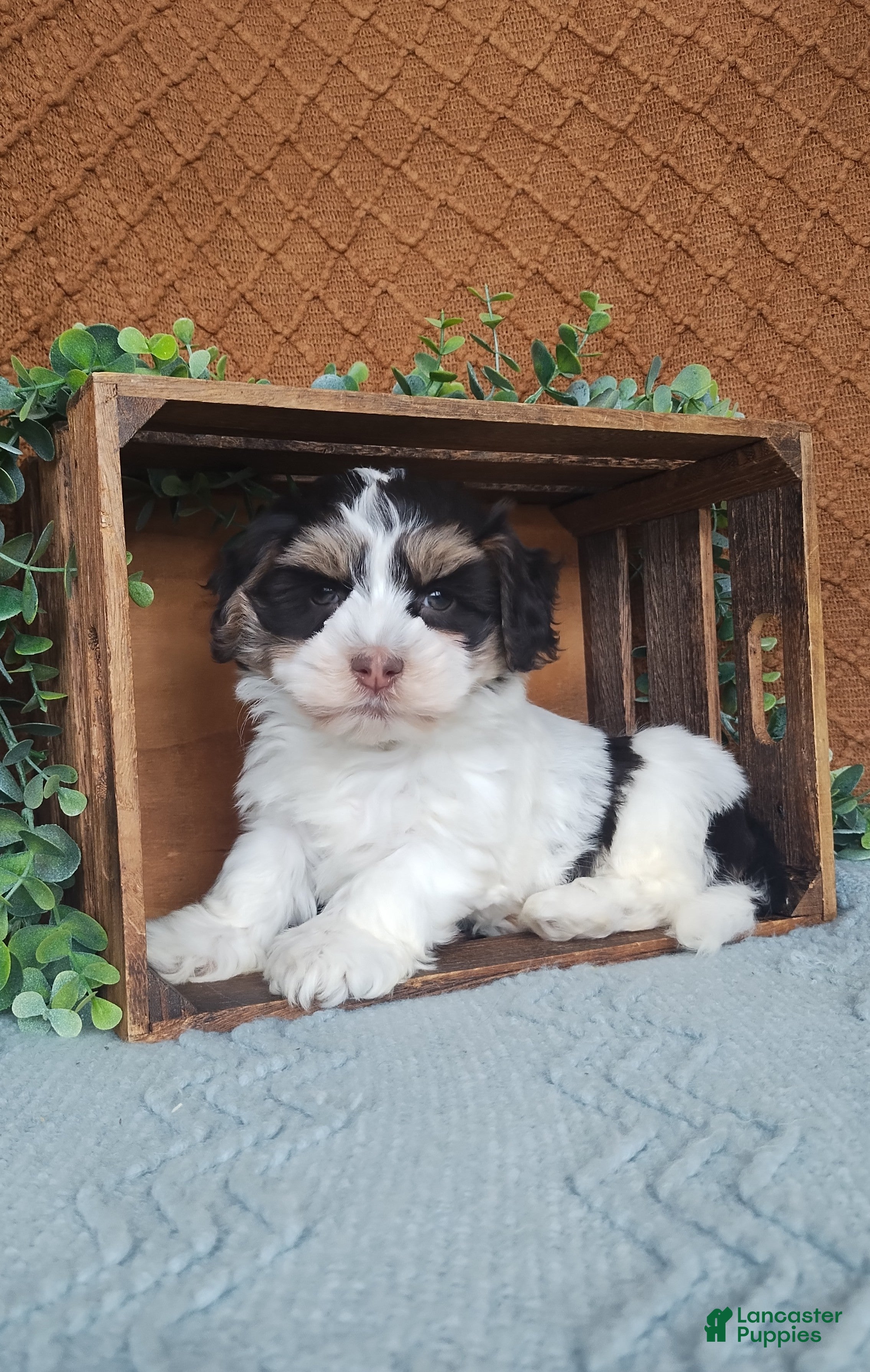 Havanese dogs Faith  - Ad 25