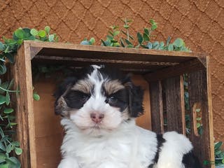 Havanese dogs Faith - Ad 25