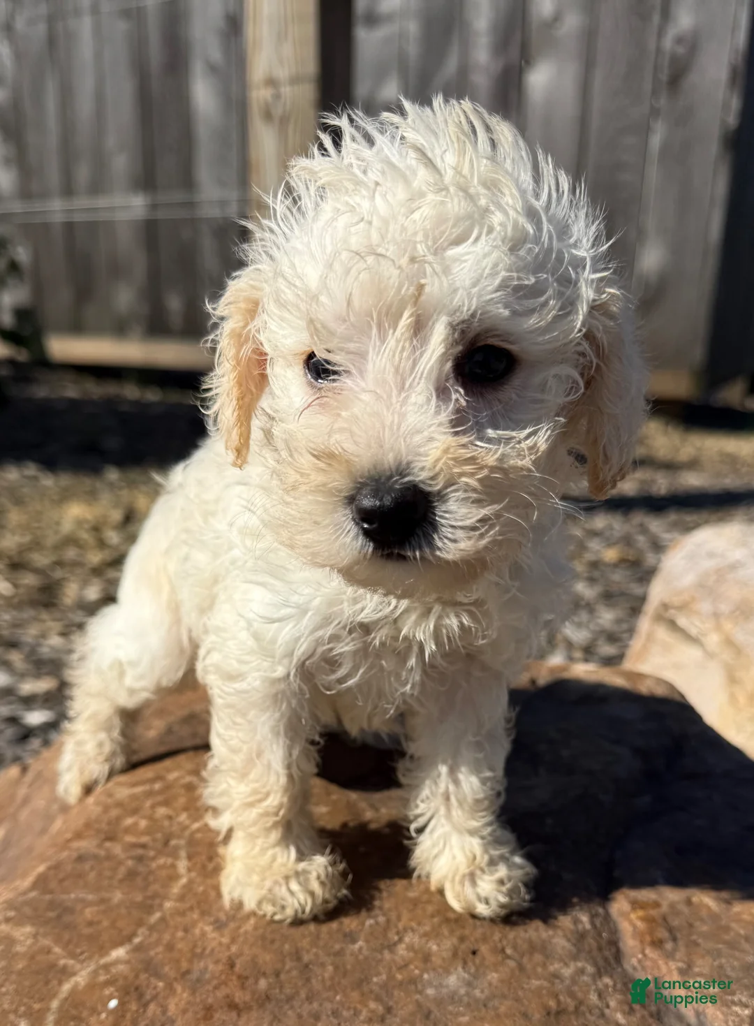 Schnoodle dogs for sale: Stanley - Ad 1